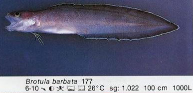 Brotula barbata